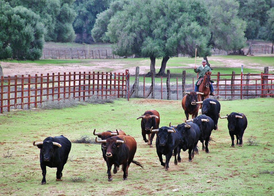 Ganaderia de toros bravos