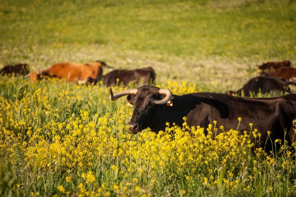 Ganaderia de toros bravos