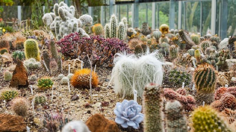 Protegido: Jardín Botánico de Cactus