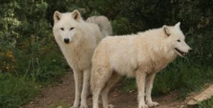 Lobo park, fauna y naturaleza