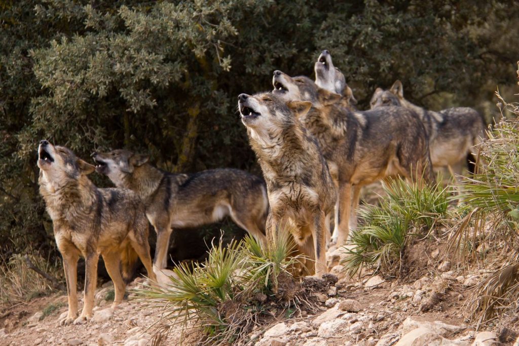 Lobo Park antequera