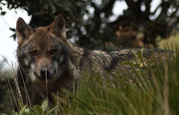 Lobo park, fauna y naturaleza