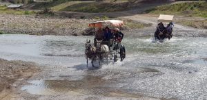 Paseo en carro de mulas
