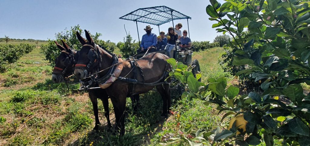 Paseo en carro de mulas