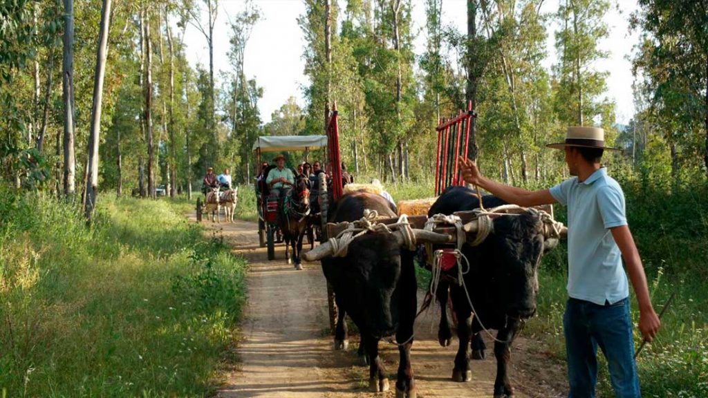 Paseo en carro de mulas