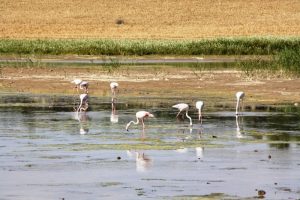 Senderismo Lagunas de Campillos