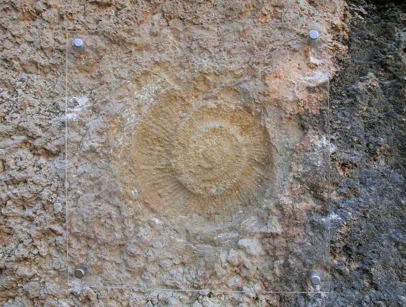 Fósil de ammonites caminito del Rey