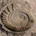 Fosil de ammonites en el torcal