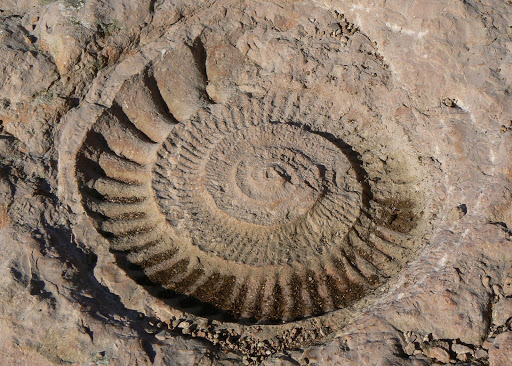 Fosil de ammonites en el torcal