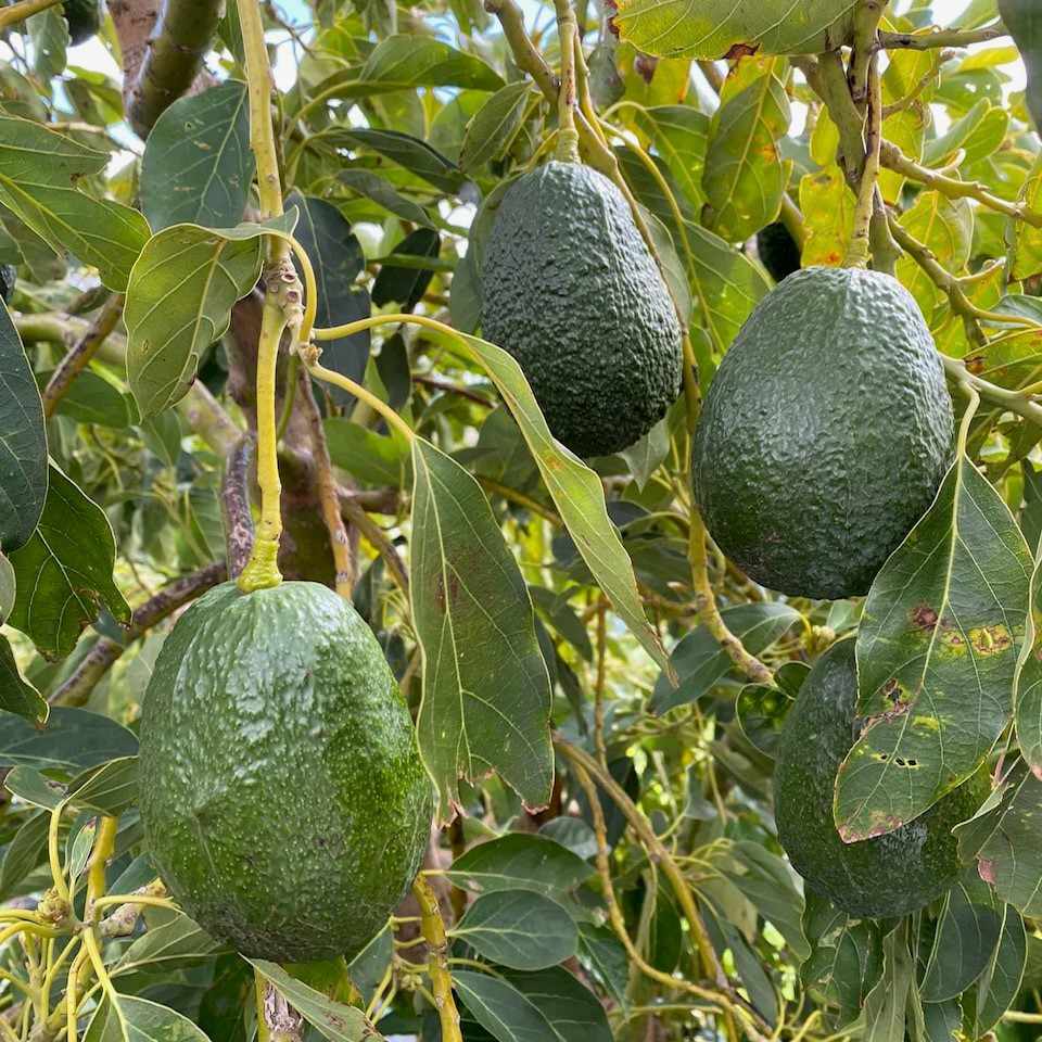 Visita Finca Solmark - Finca de aguacates y frutales ecológicos