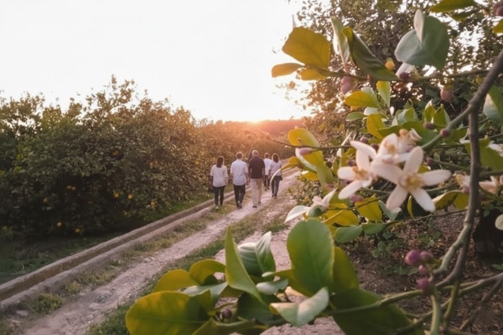 Ruta del azahar entre cítricos en Álora al atardecer