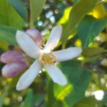 Ruta del azahar entre cítricos en Álora al atardecer