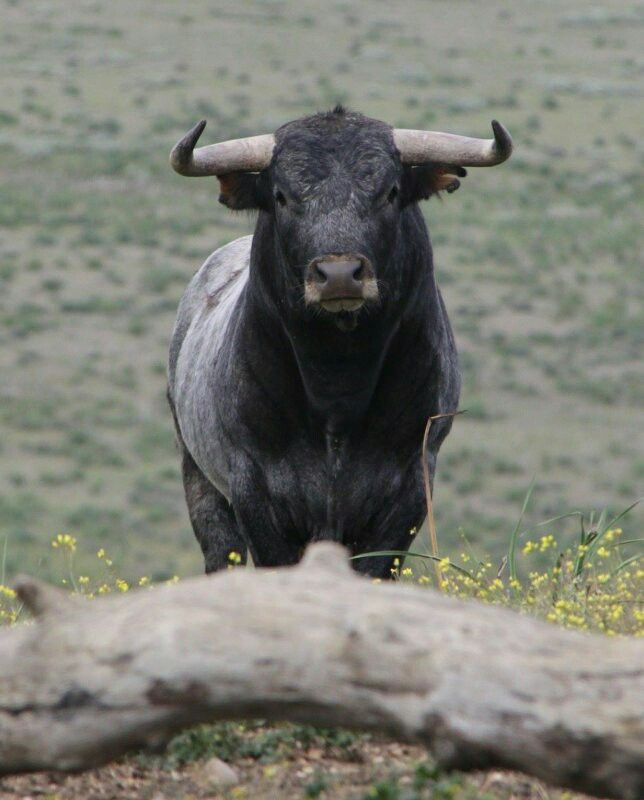 ganaderia de toros bravos reservatauro 1