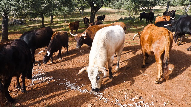 ganaderia de toros bravos reservatauro 11