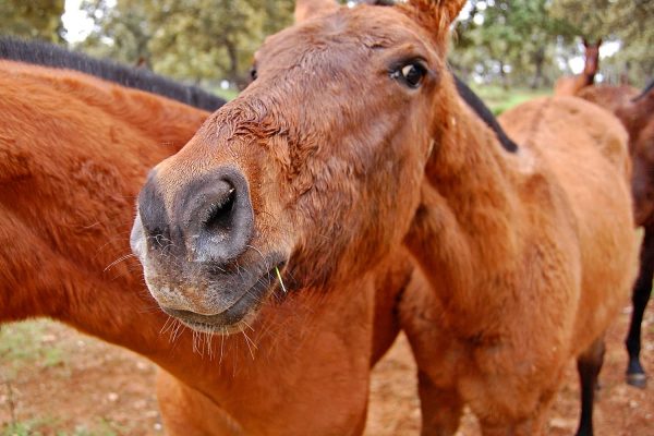 ganaderia de toros bravos reservatauro 8