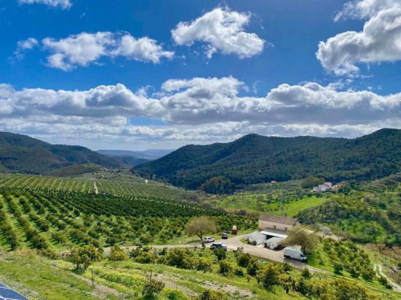 Visita Finca Solmark - Finca de aguacates y frutales ecológicos