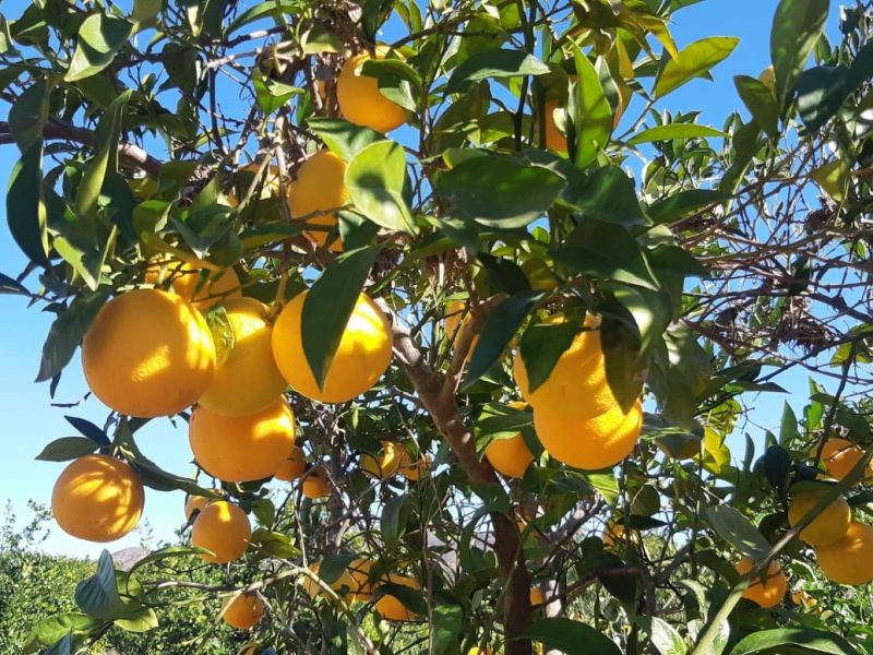 Taller de esencias naturales