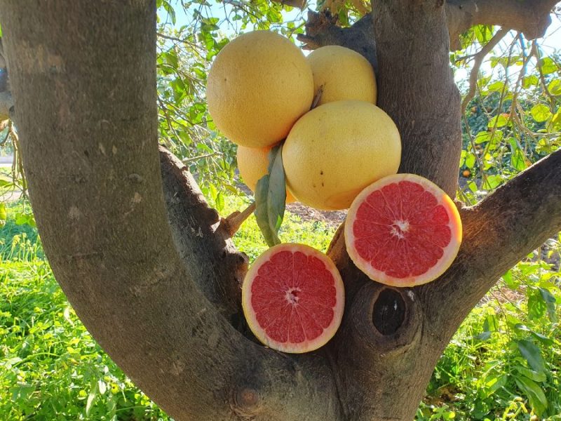 visita-finca-juanito-orange-15